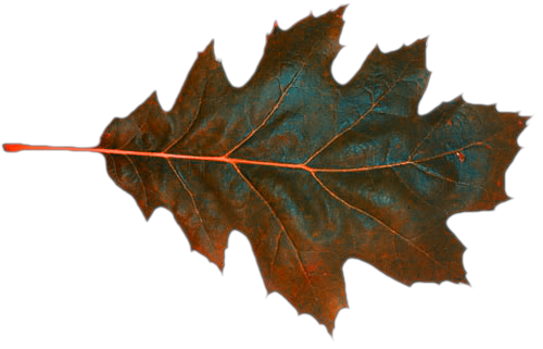 leaf 2 0000.PNG