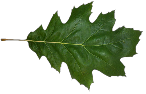 leaf0000.png