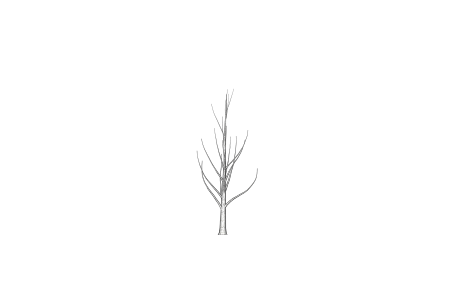 tree0.png